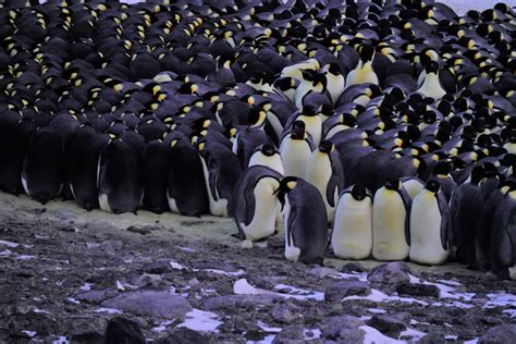 Penguin genes show how they adapted to the cold. Now they're vulnerable ...