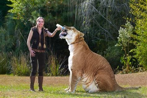 Ten of the Worlds Tallest Animals (Record-breaking Animals)