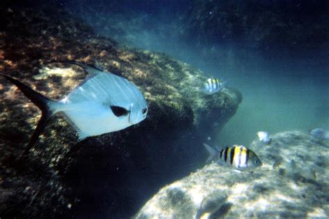 Xel-Ha snorkeling | Xel-Ha park | stevesheriw | Flickr