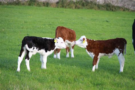 Posts about hereford bull on Faraway Fields | Cow, Hereford cattle, Cow cat