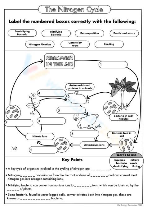 The Nitrogen Cycle Worksheet