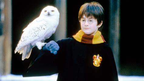 Harry Potter Theory Reveals Which Death Eater Killed Hedwig — Heartbreaking New 'Harry Potter ...