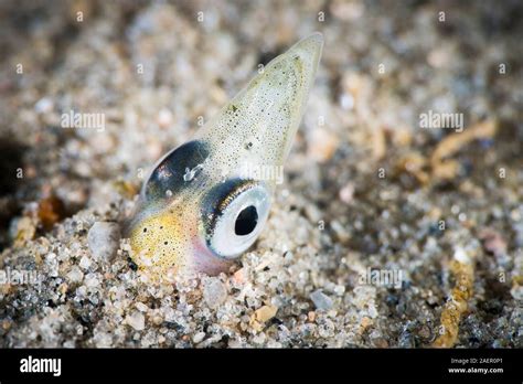 Sand lance underwater hi-res stock photography and images - Alamy