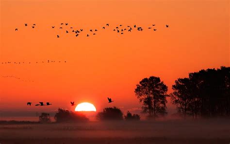 Red sky-birds in flight-trees-evaporation fog-Sunset-HD Desktop Wallpaper-3840x2400 ...