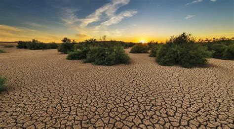 No water for plants during a drought? You can give them booze - Science ...