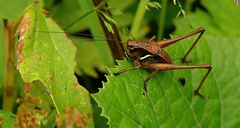 Summer science: Tell the temperature with crickets! - A Magical Homeschool