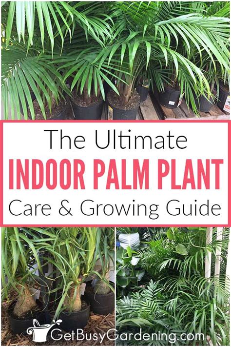 Palm Plant Care & Complete Indoor Growing Guide - Get Busy Gardening