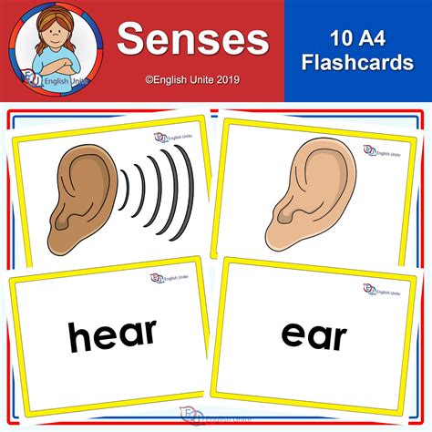 Flashcards - A4 Senses | Flashcards, Vocabulary flash cards, Vocabulary activities