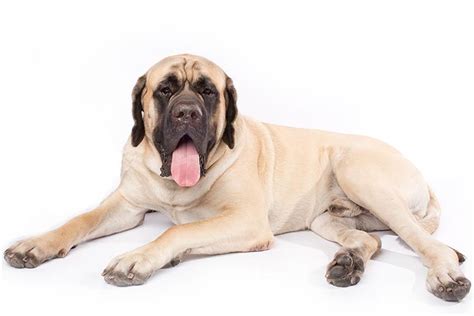 Mastiff Dog Breed Information