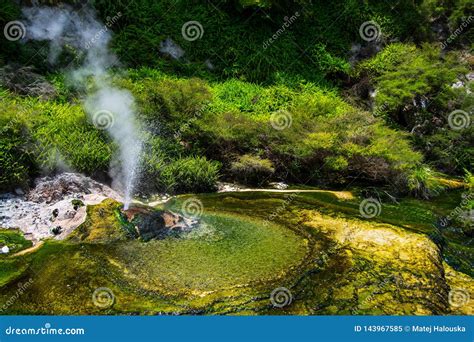 Thermal Geyser at Waimangu Volcanic Valley in Rotorua, North Island ...