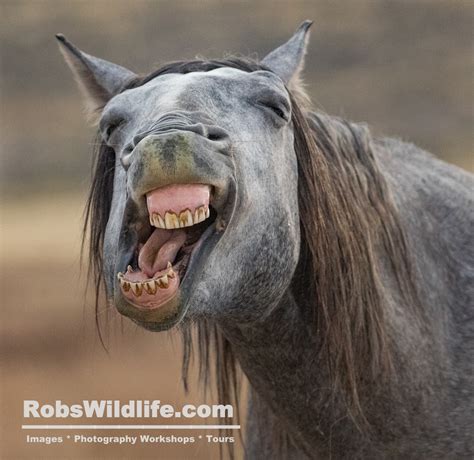 Smiling Horse Photography Print Wild Horse Photography Gray - Etsy UK