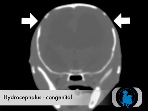 Hydrocephalus – Congenital | Advanced Veterinary Medical Imaging