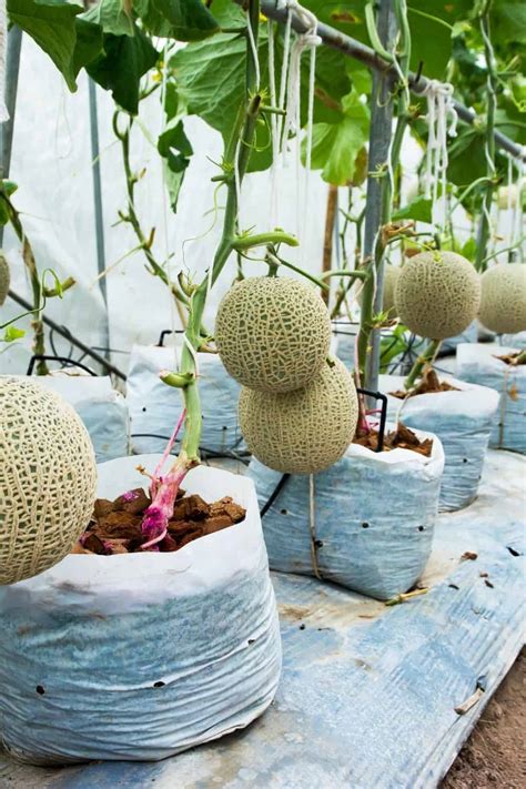 How To Grow Cantaloupe In Containers - A Vertical Growing Guide