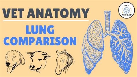 Lung Comparison of Domestic Mammals | Vet Med Anatomy of Cats, Dogs, Pigs, Horses, and Ruminants ...