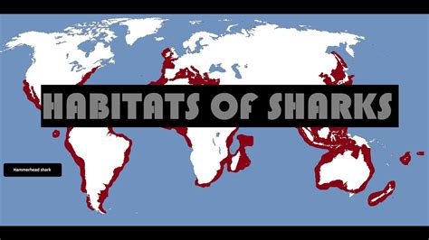 Habitats of Sharks (with map) Where do sharks live ? - YouTube