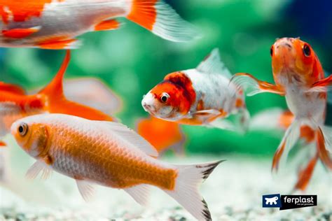 POURQUOI LE POISSON ROUGE DEVIENT BLANC ? - LOVE FERPLAST