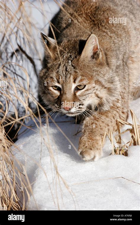 North American Bobcat hunting in the snow Stock Photo - Alamy