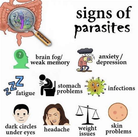 Parasite In Stomach Symptoms