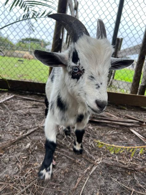 Our Miniature Goats – Wellington Conservation Center