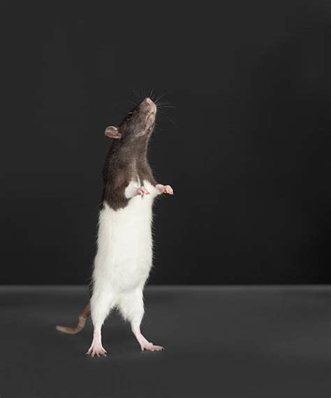 Standing Rat Stock Photos, Pictures & Royalty-Free Images - iStock