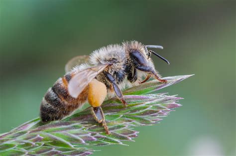 Beautiful Macro Photography of European Honey Bee