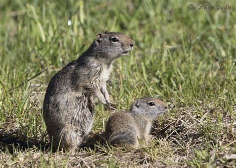 predators of ground squirrels – Feathered Photography