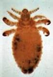 Dog Lice: Prevention & Natural Treament - Organic Pet Digest