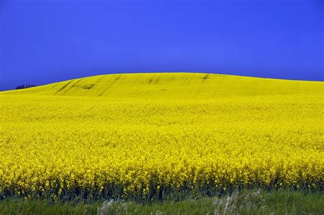 Alberta, Canada Canola Field in Bloom. Flower Power | Flickr