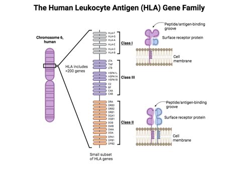 Associating host immune genes with COVID-19 status and disease severity | Genome Sciences Centre