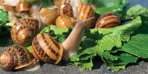 Edible Snails - Helix Aspersa - Grandads Cookbook