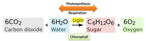 Photosynthesis | Reaction, Steps and Importance