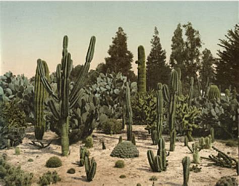 A Cactus Garden in California - A Gallery for Fine Photography