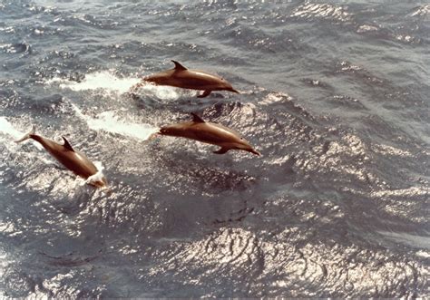 Dolphins | Dolphins jumping in the Gulf of Mexico | Carey Akin | Flickr