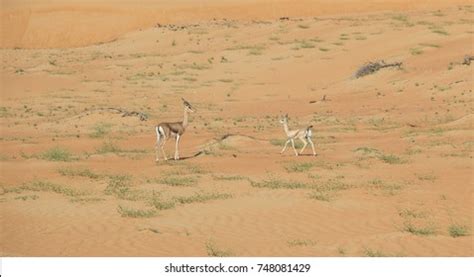 Gazelle Cora Stock Photos and Pictures - 10 Images | Shutterstock