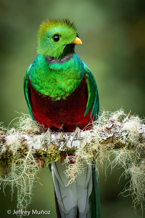 Resplendent Quetzal | Beautiful birds, Nature birds, Pretty birds