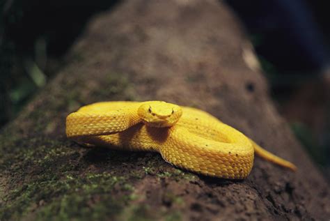 A Golden Eyelash Viper Sits On A Log Photograph by Ed George