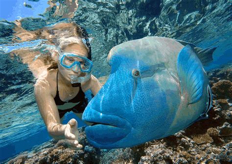 Great Barrier Reef Snorkeling Airlie Beach Trips and Tours