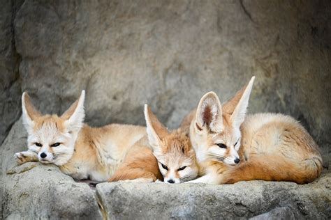 Fennec Fox Adaptations: What to Know - Snoop Now