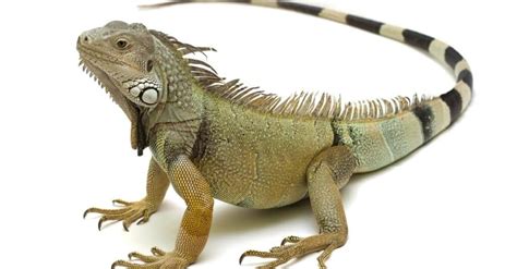 Pet Iguanas: Everything You Need To Know - Tendig