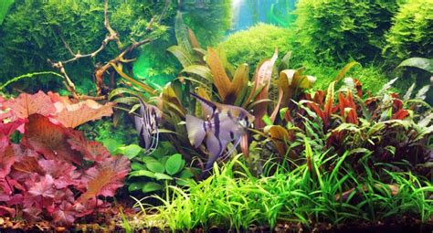 Aquarium Moss With The Lowest Maintenance? – Pet Fish Scout