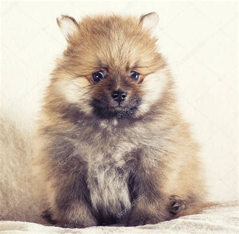 Adorable Pomeranian Spitz puppies — Stock Photo © fotomolos #148332005