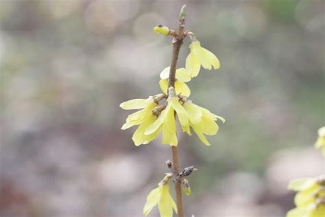 Forsythia Tree - How to Plant and Care for Forsythia Bushes - Plantopedia