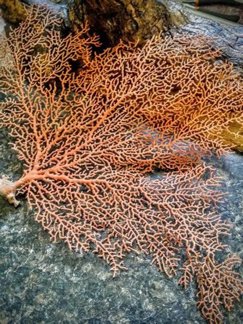 Dried Sea Fan Coral Seafan Multiple Sizes Natural Color Rust Orange Red ...