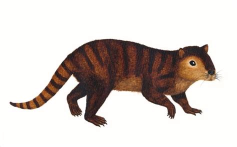 Ancient Toothy Mammal Survived Dino Apocalypse - Scientific American