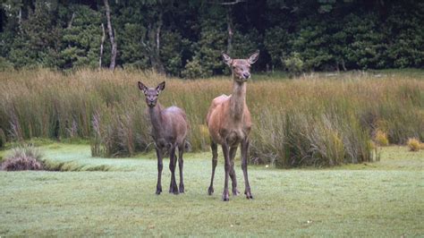 Fiordland Wapiti Herd