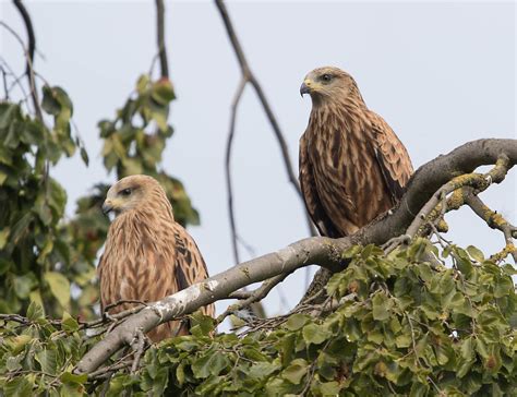 CAMBRIDGESHIRE BIRD CLUB GALLERY: Red Kite