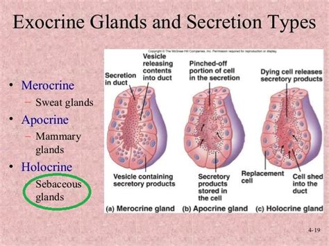 Ceruminous Glands