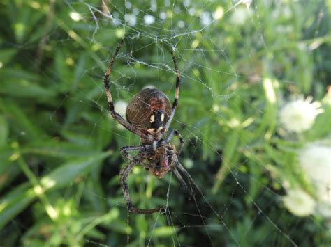 Ask the Naturalist: How Does a Spider Make Silk?