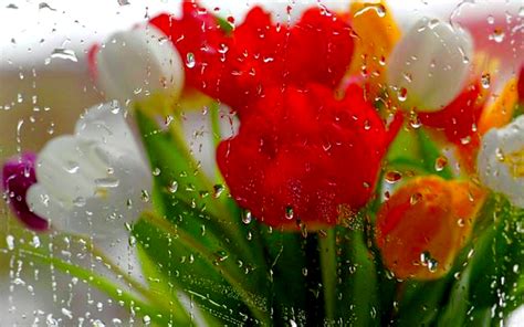 🔥 [50+] Spring Rain Wallpapers for Desktop | WallpaperSafari