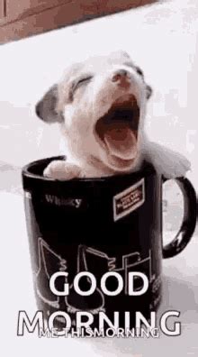 Gif Good Morning Dog Meme Good Morning, Happy Monday Pictures, Photos ...